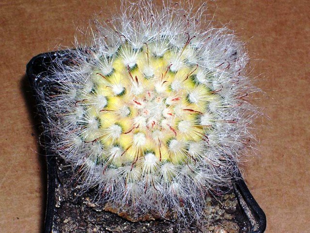 Mammillaria_duwei_variegata